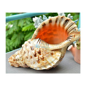 Coquillages de trompette amusants pour l'artisanat de bricolage pour enfants, ensembles de jouets de plage, projets marins éducatifs et kits d'activités d'été - Product Image 4