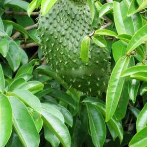 Soursop leaves bulk export dried soursop leaf harvested and exported from Vietnam farms - Product Image 1