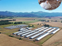 Gallinero de Estructura de Acero con Sistema de Ventilación Automático para Granja Avícola