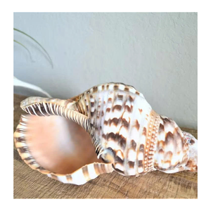 Trompeta Triton Shell para coleccionistas y decoración de exhibición suministrada por 99 Gold Data Vietnam Trumpet Triton Shell Export - Product Image 5