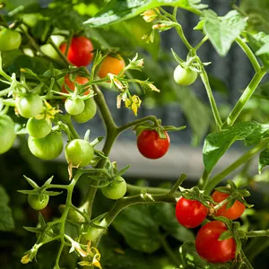 100% 이탈리아 최고 품질의 유기농 체리 토마토 소스 330 g 사용 준비