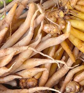 Ingrédient naturel de racine de Krachai pour la transformation alimentaire, les restaurants et la production de sauces - Product Image 4