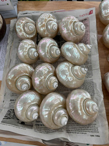 Seashell Animal Style Decor Turbo Pearl Shell Verde Pulido Natural Craft Idea de regalo náutico hecho a mano de Vietnam Shop - Product Image 3