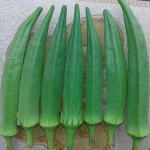High Quality Dark Green Maruti Okra 3600 F1 Hybrid Seeds High Germination Big Quantity for Fresh Growing From Exporters