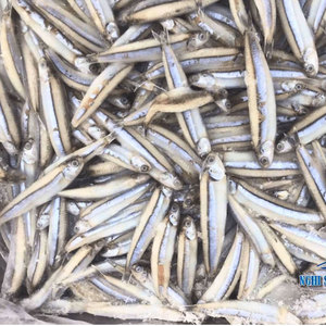 Filete de Arenque Pequeño, Anchoa Congelada Al por Mayor, Filete Profesional de Fábrica - Product Image 3