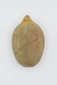 Aceite de semillas de baobab natural y crudo de primera calidad obtenido directamente de productos agrícolas en Sudán - Product Image 2