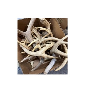 Whole <b>Red</b> Deer Antlers Whitetail Antler Cluster Natural Raw <b>Material</b> for Health Food Use - Product Image 5
