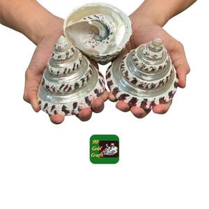 เปลือกหอยเคลือบเงาสีเทาสดใสทำจากเวียดนาม - Product Image 1