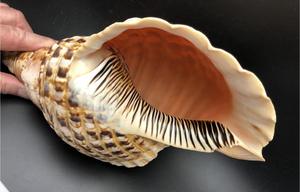 Triton Trumpet Shell Listo para Shell Ornament Supply Proyectos de decoración de bodas y tiendas de exhibición para el hogar - Product Image 4