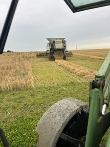 Organic Combi Crop <b>Feed</b> Grade for Dogs Barley & Peas Animal Nutrition Supplement - Product Image 4