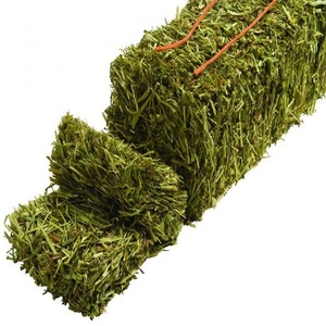 Heno de alfalfa para exportación, calidad comercial y suministro en grandes volúmenes - Product Image 1