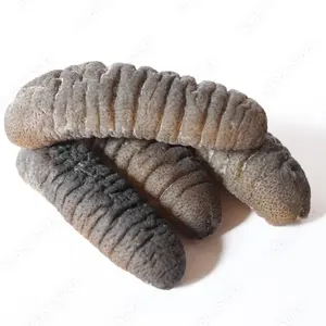 Best Wholesale Price Of Norway Dried Sea Cucumber Available In Bulk Stock