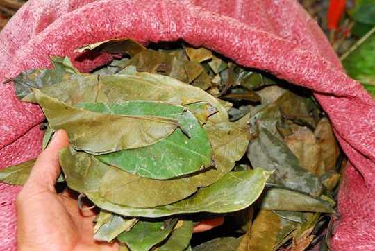 soursop leaves
