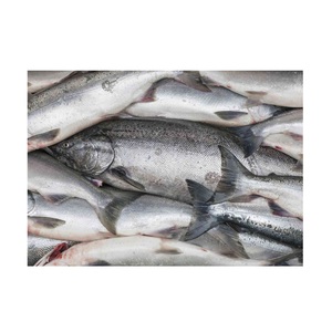 Saumon entier de qualité supérieure, biologique, processus BQF (fruits de mer), emballage sous vide, 20 kg, en vente au meilleur prix - Product Image 6