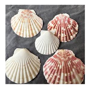 Conchas de vieira reales disponibles en varios tamaños para envasar mariscos o hacer artículos decorativos - Product Image 1