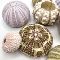 Mini pot de plantes décoratif naturel en coquille d'oursin le plus vendu à partir de petites coquilles de spoutnik océaniques