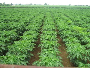 Minilin 16 mm 1.0 LPH 8 MIL 0.20mm หยดระยะห่างด้านข้าง40 cm - Product Image 2