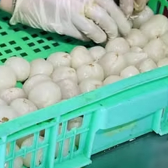 Thịt vải thiều đông lạnh | vị ngọt tự nhiên | cung cấp bán buôn - Product Image 1