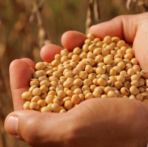 BUY Factory Wholesale Organic <b>Soybeans</b> Non Gmo Soy Top Grade Yellow <b>Soybeans</b> With High Protein - Product Image 6