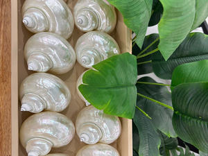 Perle Polie Jade Turbo Shell Nautique Animal Style Artisanat Souvenir Vert Naturel Coquillage Cadeau du Vietnam Artisanat - Product Image 2