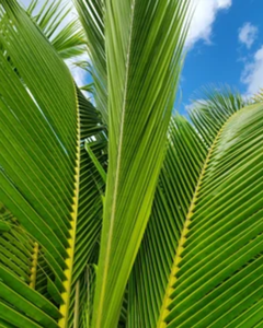 Fournisseur en gros de feuilles de palmier de coco naturelles pour les huttes et les projets d'aménagement paysager - Product Image 3