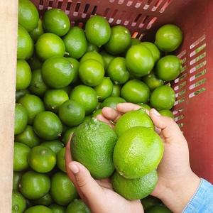 มะนาวออร์แกนิกสดขายส่งแบบแพ็คใหญ่ บรรจุภัณฑ์ธรรมชาติ รักษาความสดได้นาน - Product Image 5