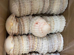 CONCHA DE MAR DE VIEJA CRUDA PARA HORNEAR Y COCINAR A GRANEL EXPORTACIÓN VIETNAM - Product Image 6