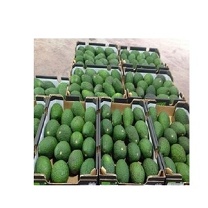 Aguacate orgánico Hass de la mejor calidad, productos frescos naturales a la venta, cultivo orgánico certificado - Product Image 3