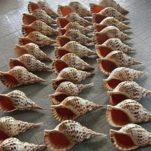 Concha de mar natural, trompeta de concha marina para decoración de restaurantes costeros, eventos temáticos marinos, suministros para decoración de mesas - Product Image 1