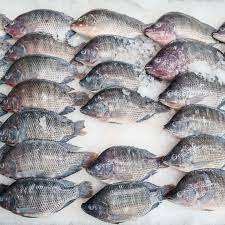 Tilapia Congelada BQF de Primera Calidad, Baja en Carbohidratos y Sal, Tamaño 6cm, con 12 Meses de Vida Útil, en Venta - Product Image 3