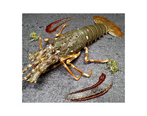 Homards frais/vifs/congelés de qualité supérieure (fruits de mer) en gros, qualité premium, queue lisse, entiers, en vrac - Product Image 2