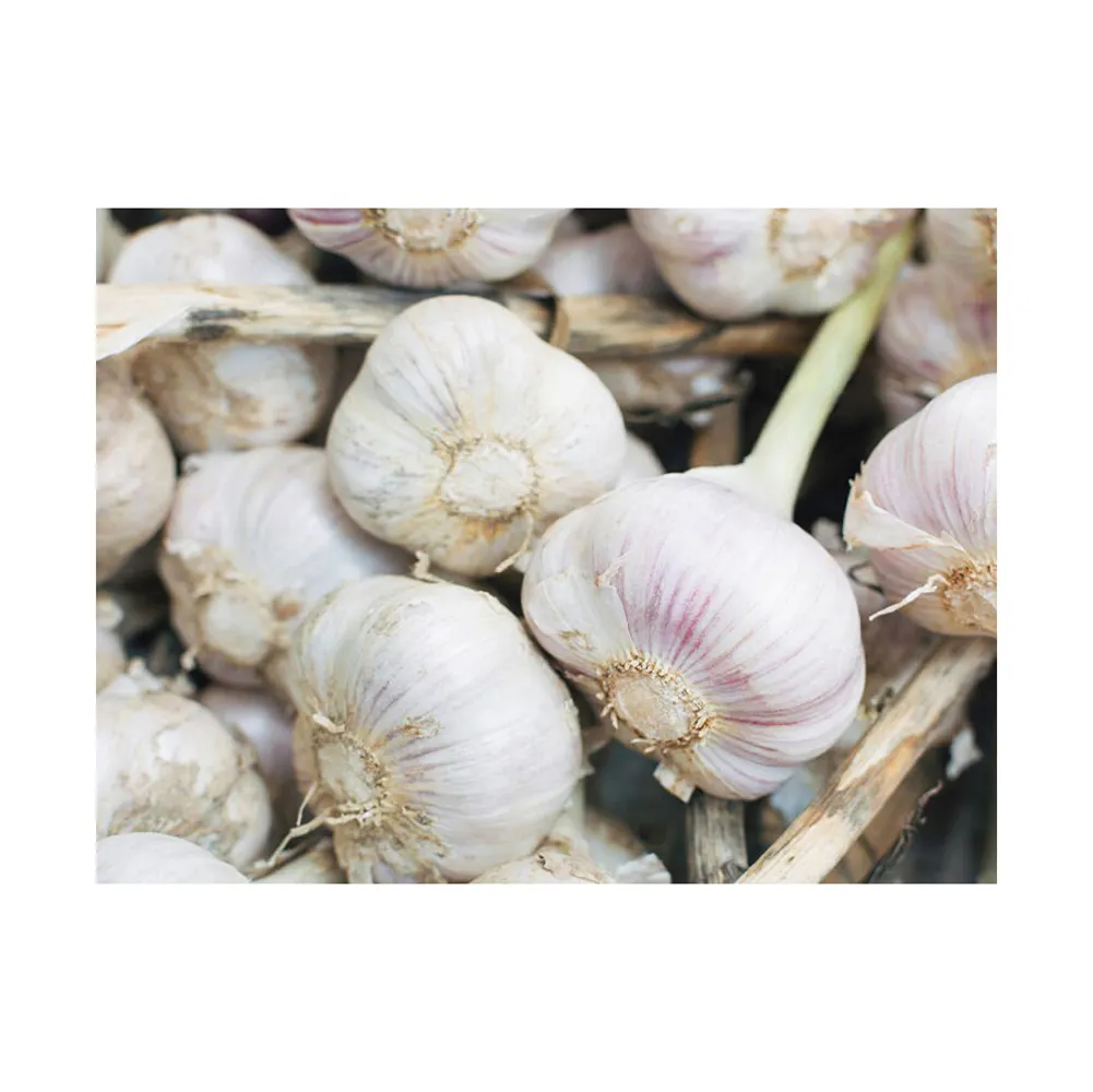 Manufacturer Directly Supply Best Quality Fresh White Garlic Wholesale Supplier Fresh Peeled Garlic For Sale In Reasonable Price