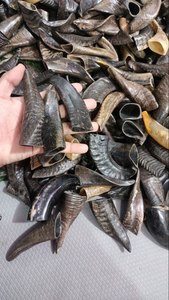 Paires de cornes de chèvre noires décoratives faites à la main polies et sculptées de style nautique taille personnalisée pour loupe avec poignée - Product Image 2