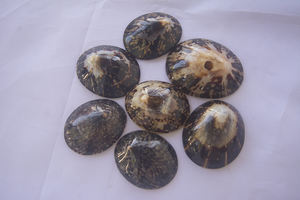 เปลือกหอยเซลลานา เทสตูดินาเรีย หอยนางรม หอยเป๋าฮื้อ ลายเซลลานา เทสตูดินาเรีย ขนาด 5-7 ซม. เครื่องประดับจากเปลือกหอย - Product Image 5