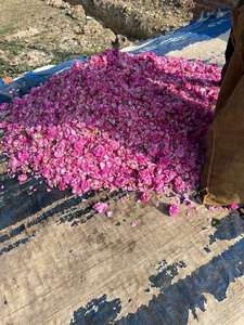 Attar Ruh Gulab 100% pur à base de rose, écologique, pour l'aromathérapie, la méditation et la fragrance personnelle à bas prix - Product Image 2