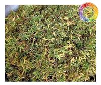 Bunga pepaya kering persediaan bunga pepaya kering terbaik Vietnam untuk campuran teh bahan Spa Kecantikan dan merek Minuman Premium