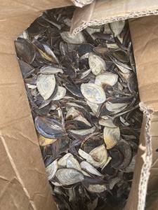 Caracol Sea Shell-Accesorios para la satisfacción del cliente Sea Shell Pulido Murex Operculum - Product Image 3