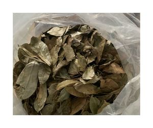 Hojas de Guanábana secas de estilo orgánico: forma de hoja retenida y Hojas de Guanábana secas con aroma tropical ligero para compradores - Product Image 1