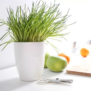 COUBI ORQUÍDEA 1.5L. maceta, dimensiones (mm) 132x132x160, color Blanco - Product Image 5