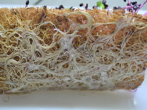 Culture de micro-légumes durable : Tapis en fibre de coco 100 % naturels et biodégradables pour la culture de micro-légumes, fabriqués au Vietnam - Product Image 3