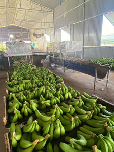Plátano Cavendish Fresco de Vietnam - Plátano Verde Premium Marca Pham Gia 6 Meses de Duración Proveedor Mayorista - Product Image 2