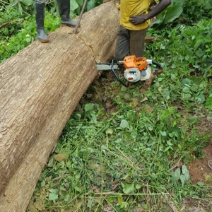Bûches et planches de teck d'Afrique de l'Ouest de qualité supérieure, durables, pour l'exportation, longueur 3m+, diamètre 50cm+ - Product Image 4