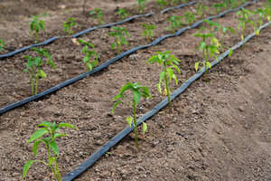 Línea de goteo de 5/8 "con emisores de 3.0LPH Espaciado de 60cm Proyectos forestales - Product Image 6