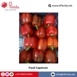 Grossiste d'origine égyptienne de bonne qualité 100% Poivrons colorés aux légumes frais naturels/Capsicum frais pour achat en gros - Product Image 2