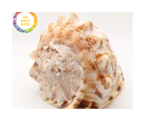 Carcasa de casco de Vietnam para decoración del hogar-Color océano y carcasa de casco de brillo natural para compradores de decoración al por mayor - Product Image 3