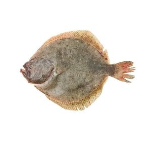 Wholesale Price Supplier of Frozen Whole Turbot <b>Fish</b> Bulk Stock With Fast Shipping - Product Image 3