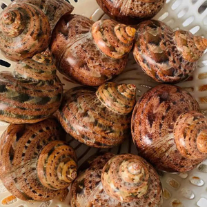 Venta al por mayor grandes conchas blancas naturales de vieira, conchas de caracol de mar pulidas para decoración listas para exportar desde Vietnam - Product Image 1