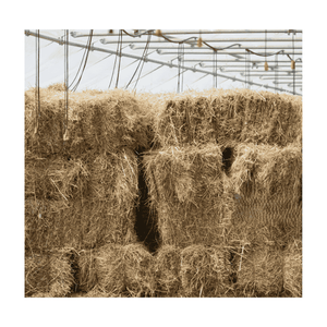 Herbe de Rhodes de haute qualité pour les acheteurs internationaux - Product Image 5