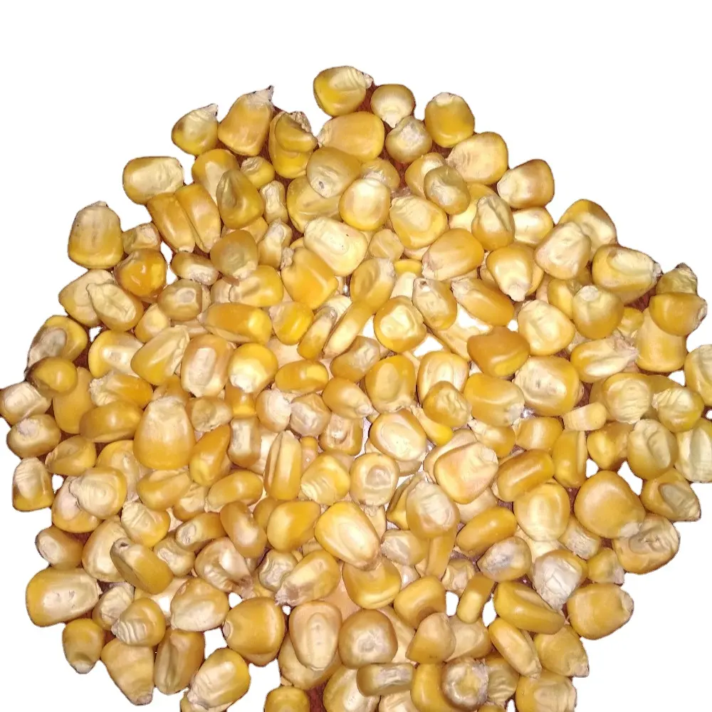 인도에서 수출을위한 하이 퀄리티 노란 옥수수