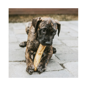 Produit de vente chaud 2024-Bâtons à mâcher en bois de café naturel en gros pour les soins dentaires des chiens du Vietnam - Product Image 1